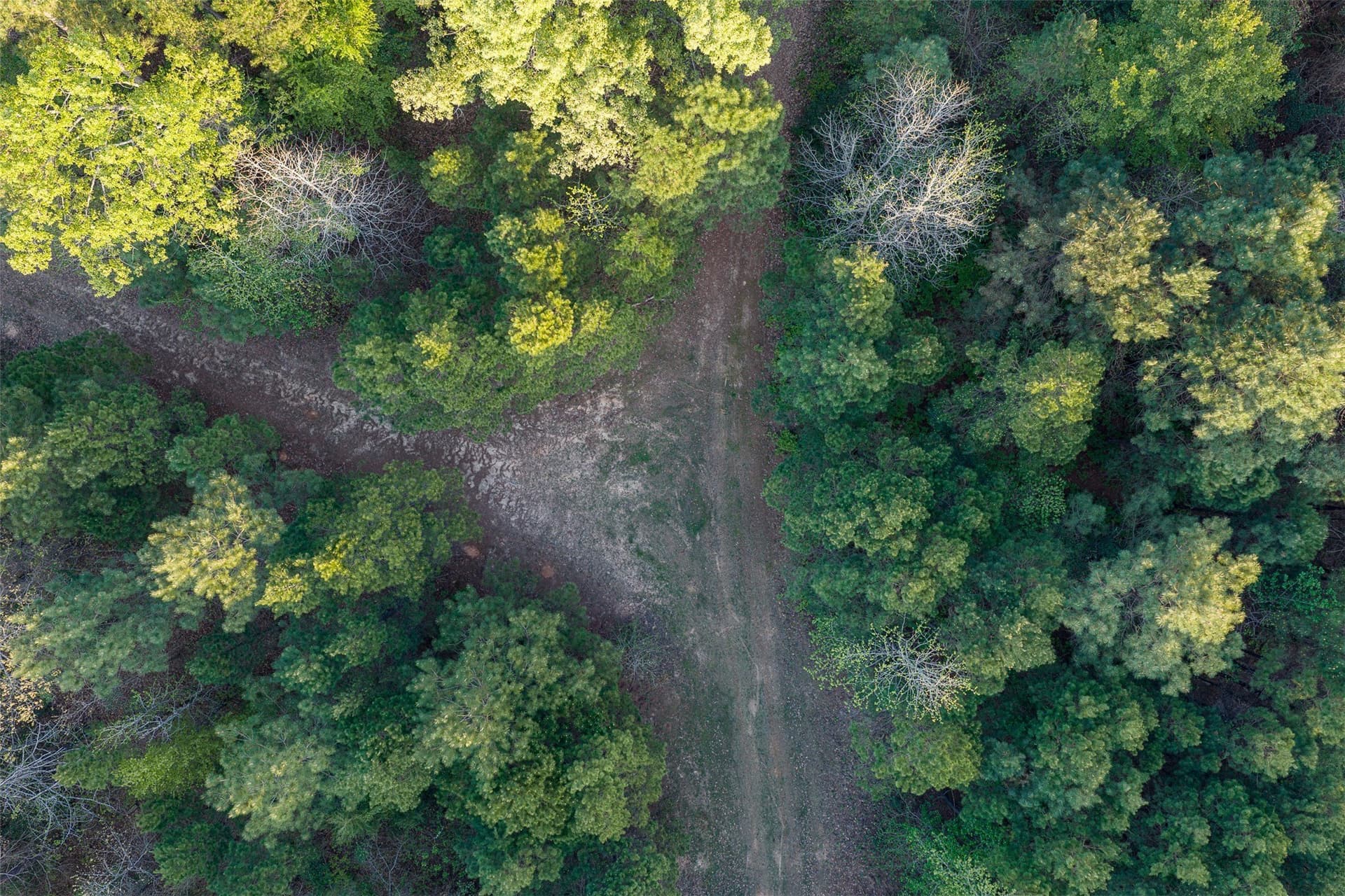299 acres in Upshur County - photo 6