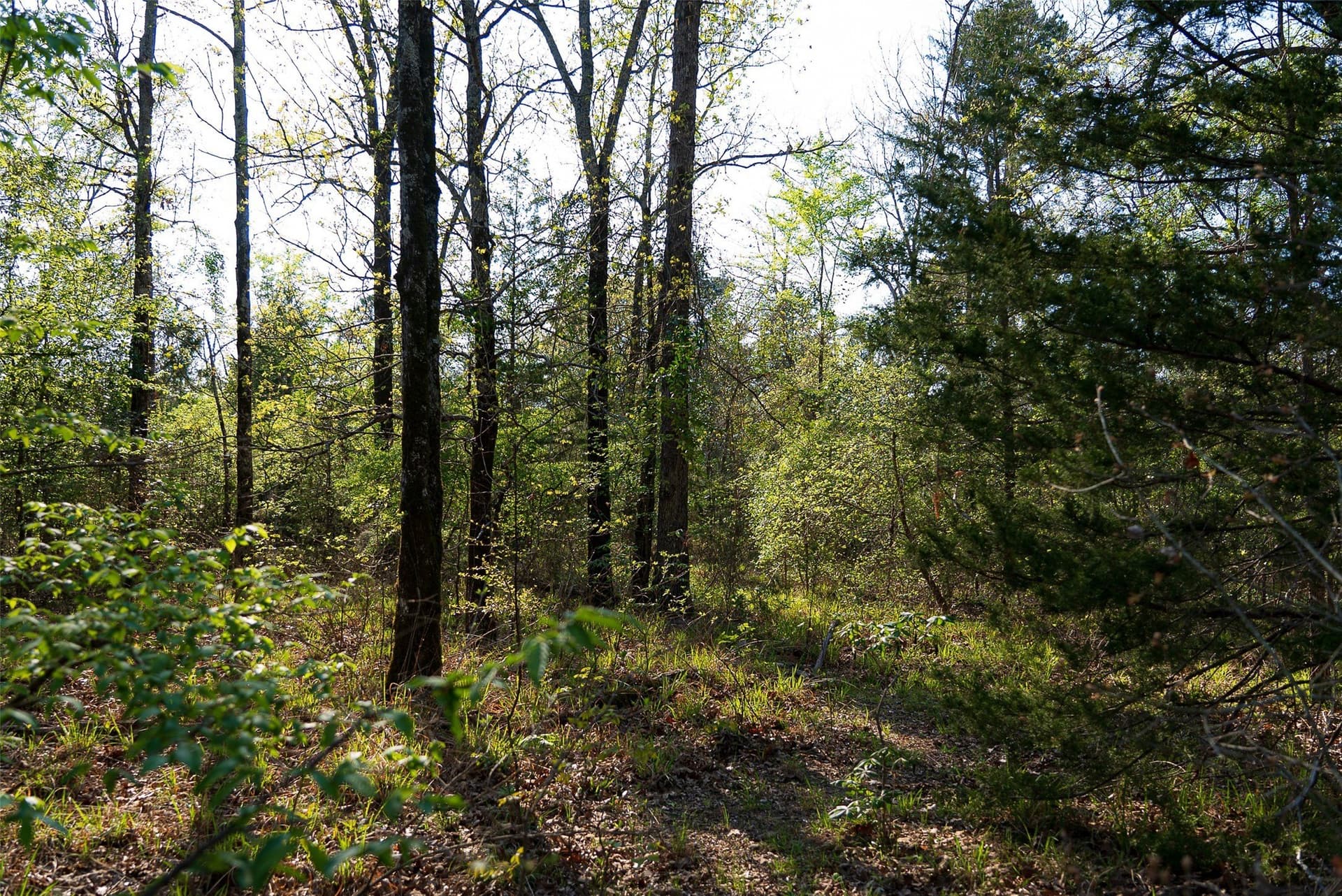 299 acres in Upshur County - photo 22