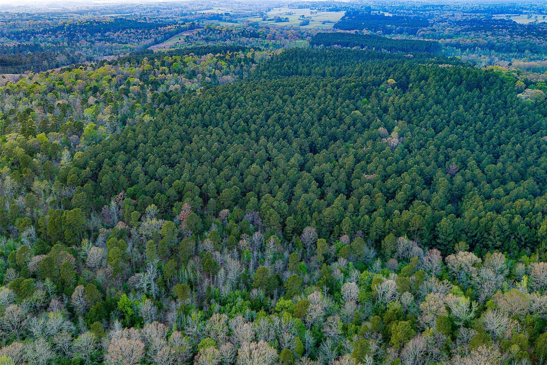 299 acres in Upshur County - photo 39