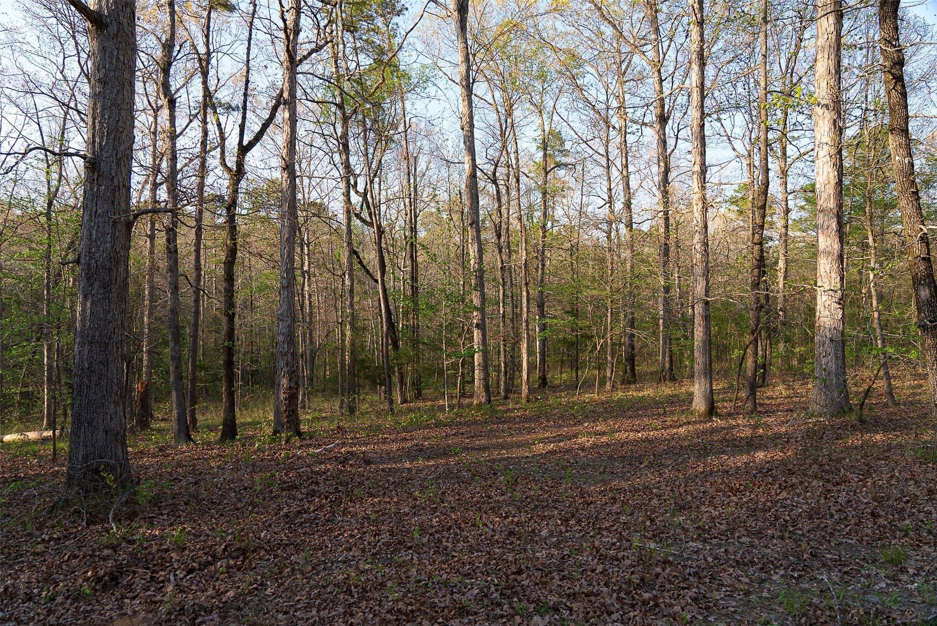 299 acres in Upshur County - photo 14
