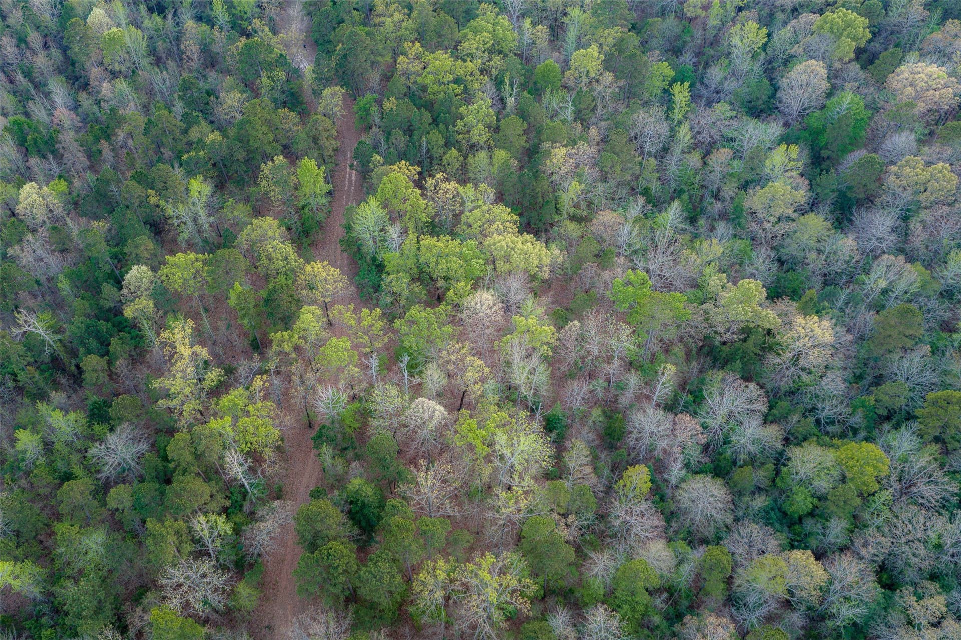 299 acres in Upshur County - photo 17