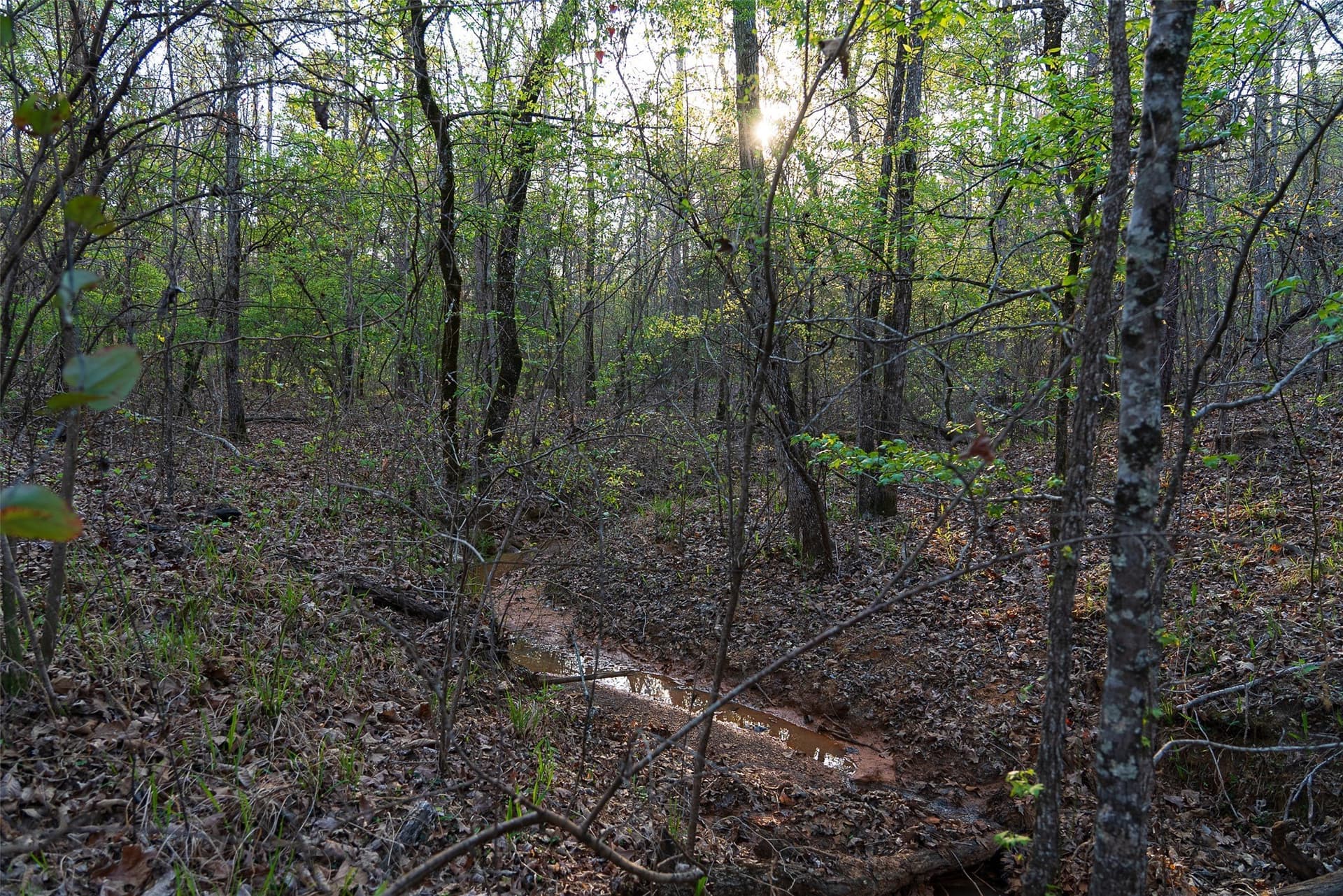299 acres in Upshur County - photo 7