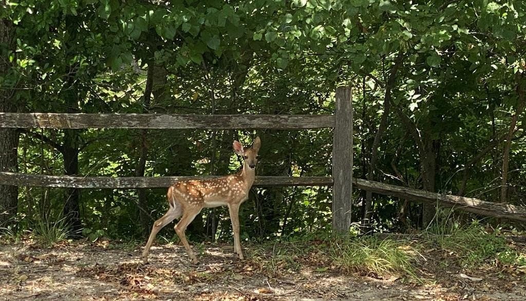 0.17 acres in Gillespie County gallery image 4