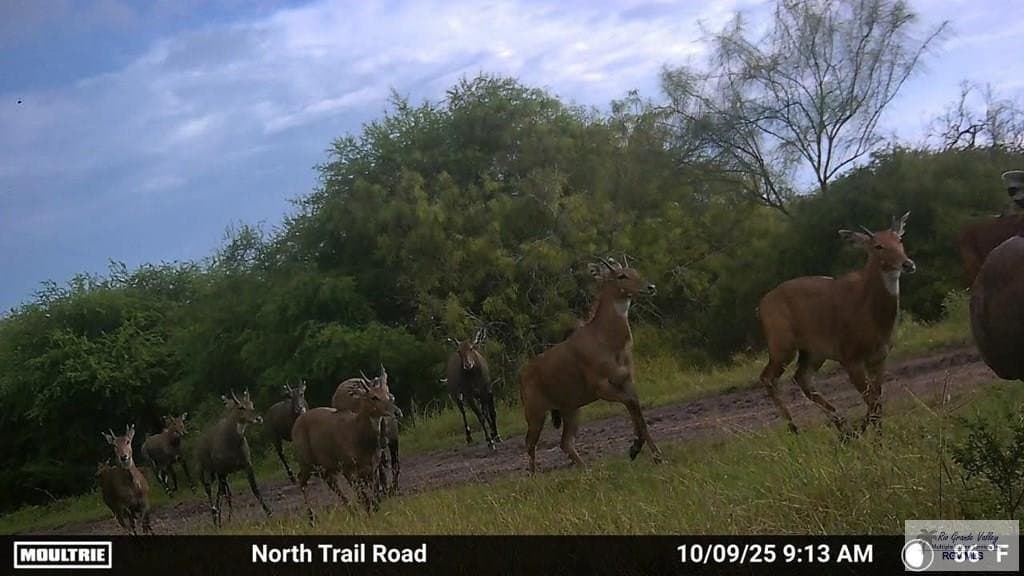 98.32 acres in WILLACY County - photo 7
