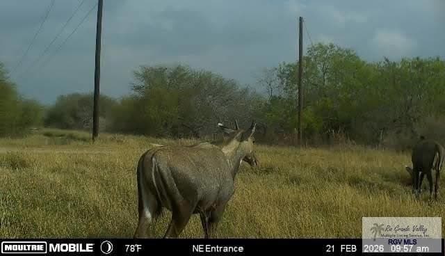 98.32 acres in WILLACY County - photo 6