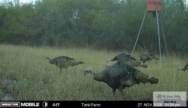 98.32 acres in WILLACY County gallery image 4