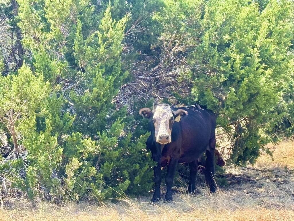 10.09 acres in Gillespie County - photo 18