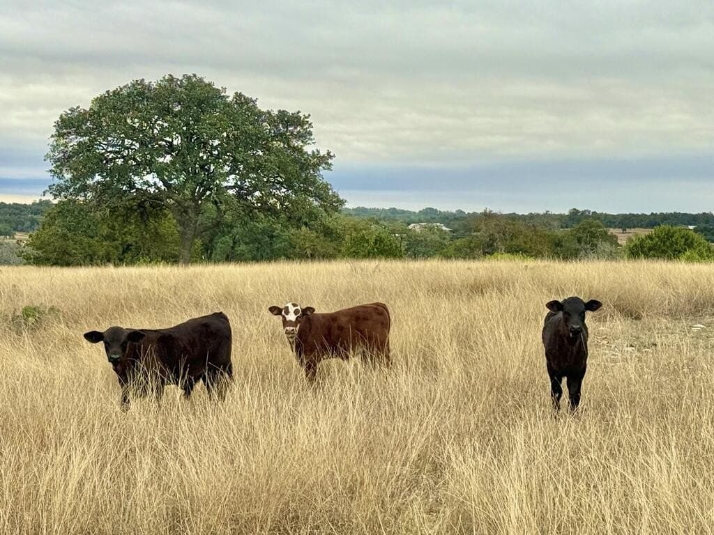 10.09 acres in Gillespie County - photo 20