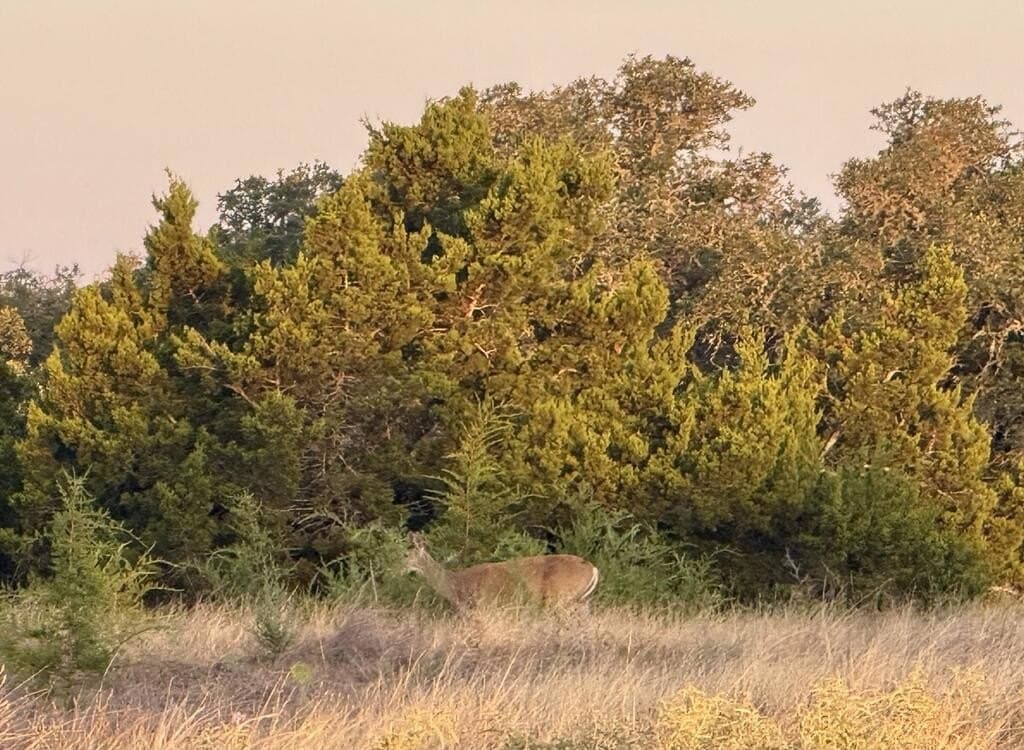 10.09 acres in Gillespie County - photo 7