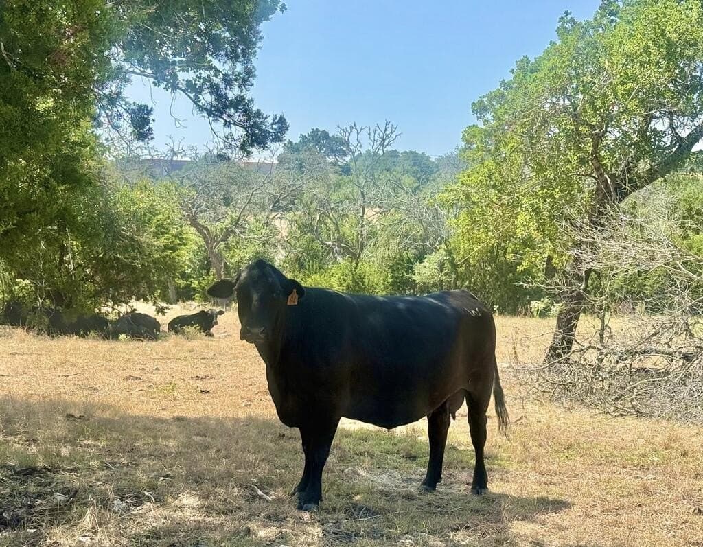 10.09 acres in Gillespie County - photo 19