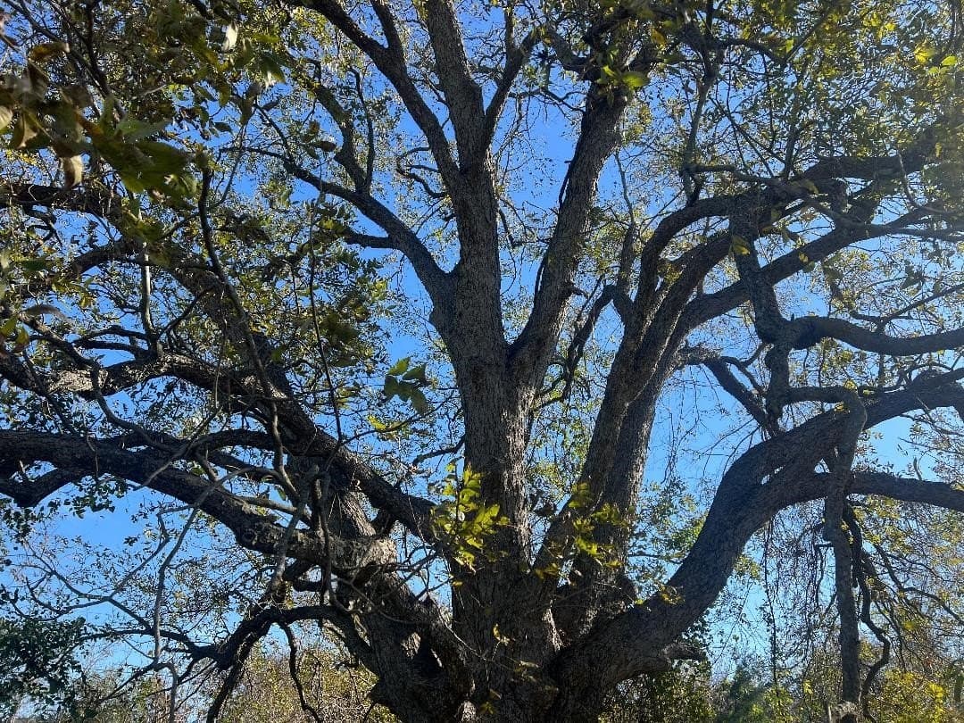 48.49 acres in Limestone County - photo 4