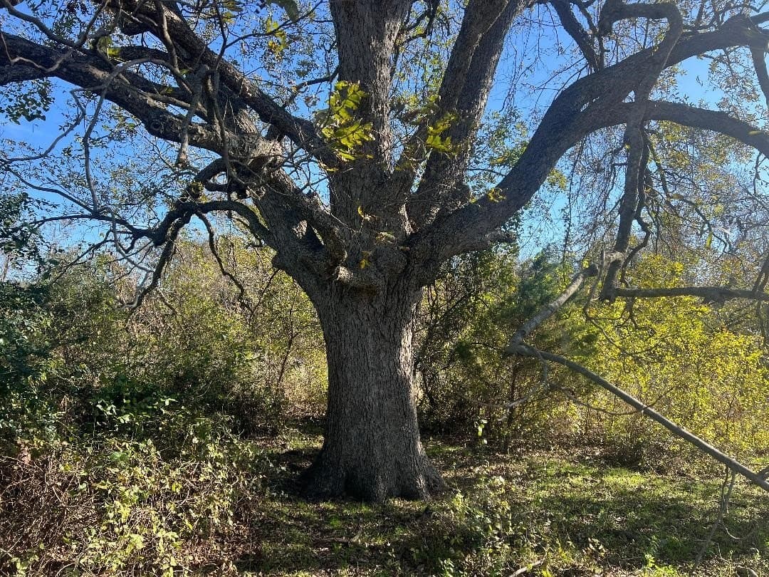 48.49 acres in Limestone County - photo 3