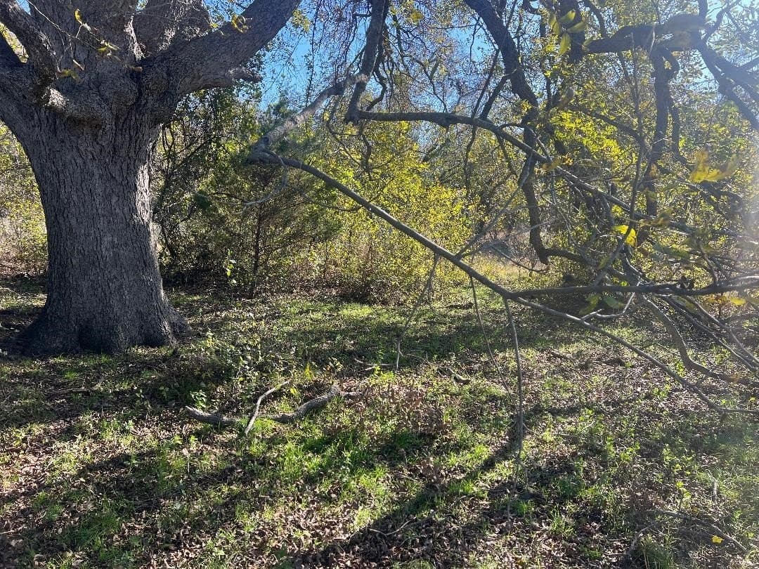 48.49 acres in Limestone County - photo 2