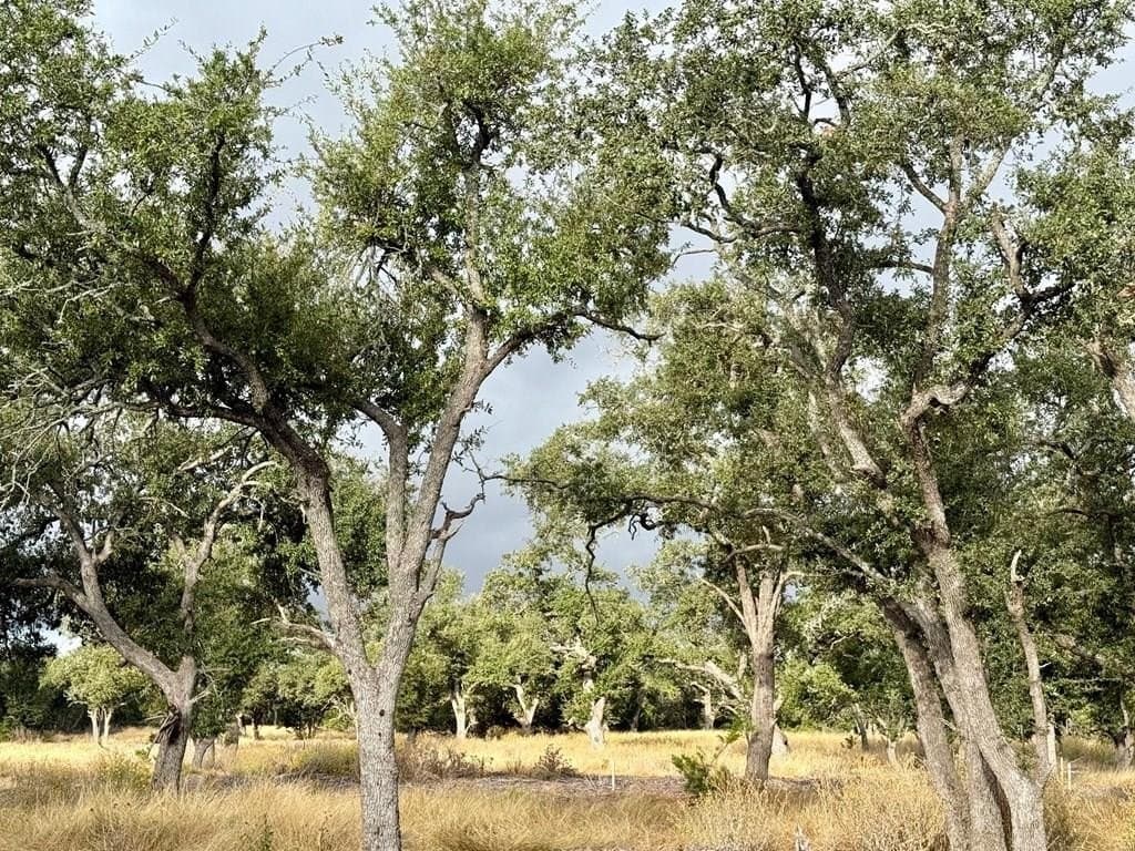 4.76 acres in Gillespie County gallery image 2