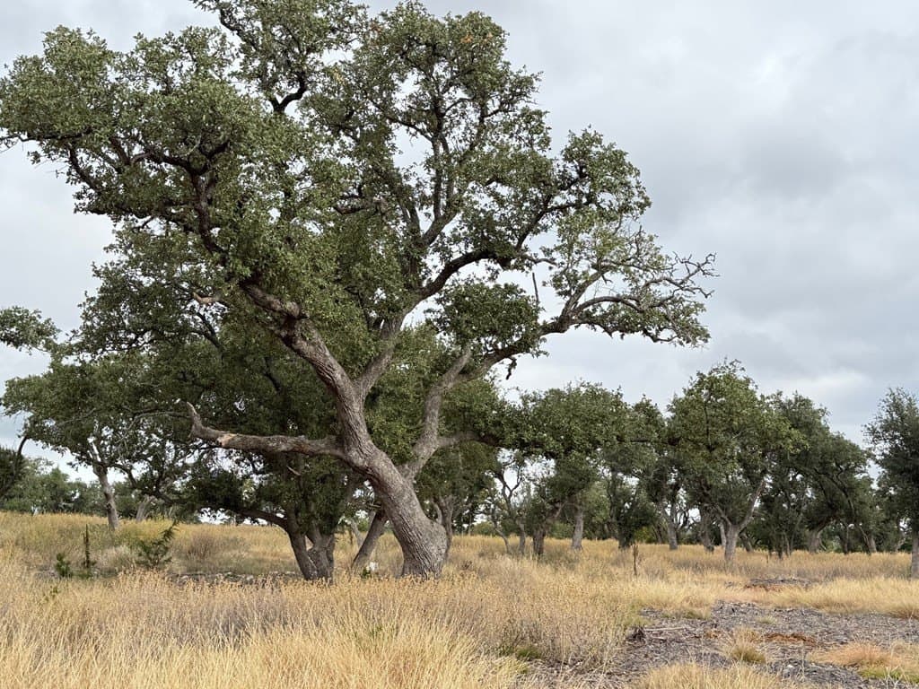 4.76 acres in Gillespie County featured view