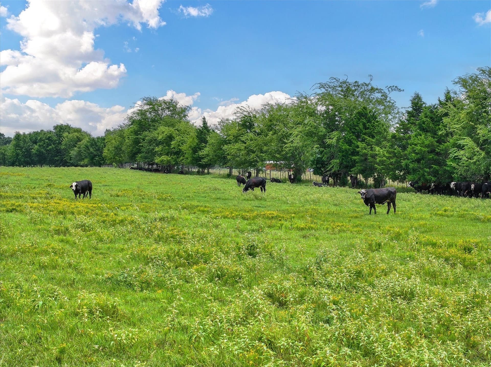 10 acres in Cherokee County - photo 8