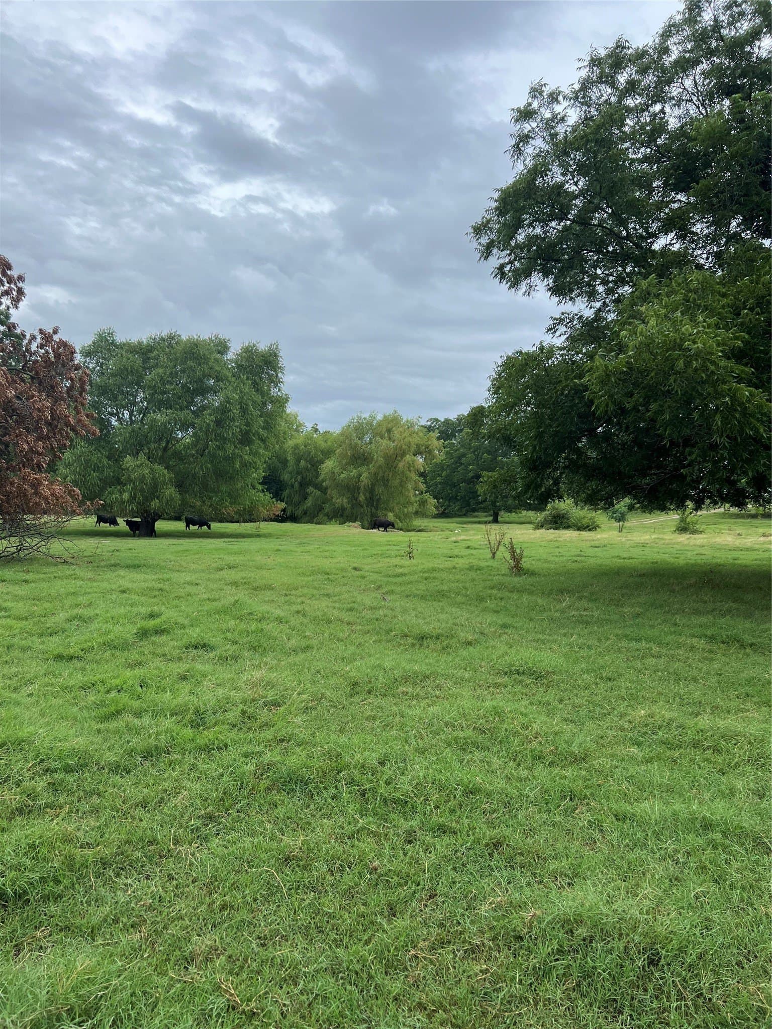 96.52 acres in Wise County - photo 3