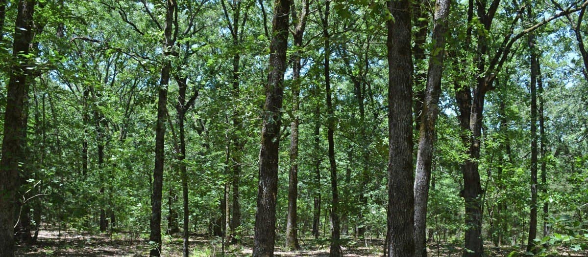 1.51 acres in Bowie County - photo 2