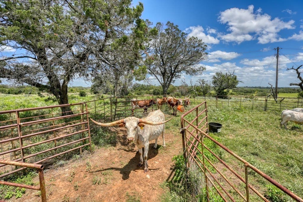 25.17 acres in Blanco County gallery image 3