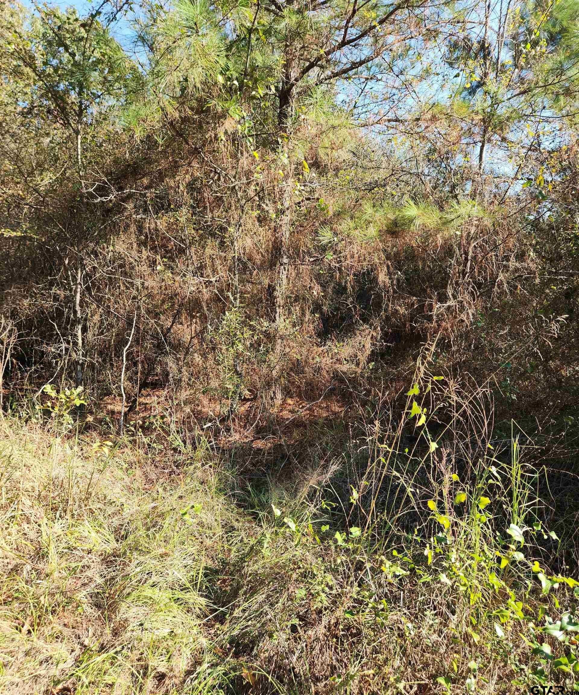 115.59 acres in Harrison County - photo 12