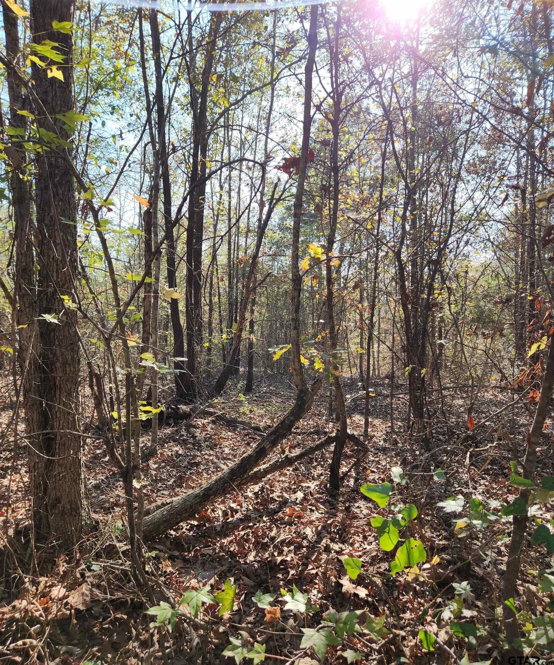115.59 acres in Harrison County - photo 18