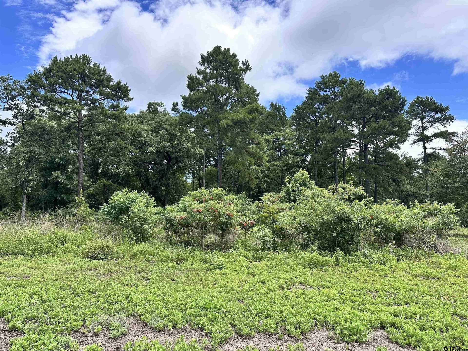 1 acres in Henderson County gallery image 2