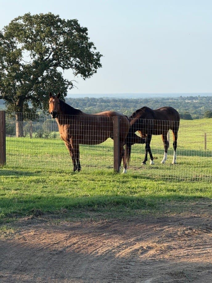 38.99 acres in Cooke County - photo 2