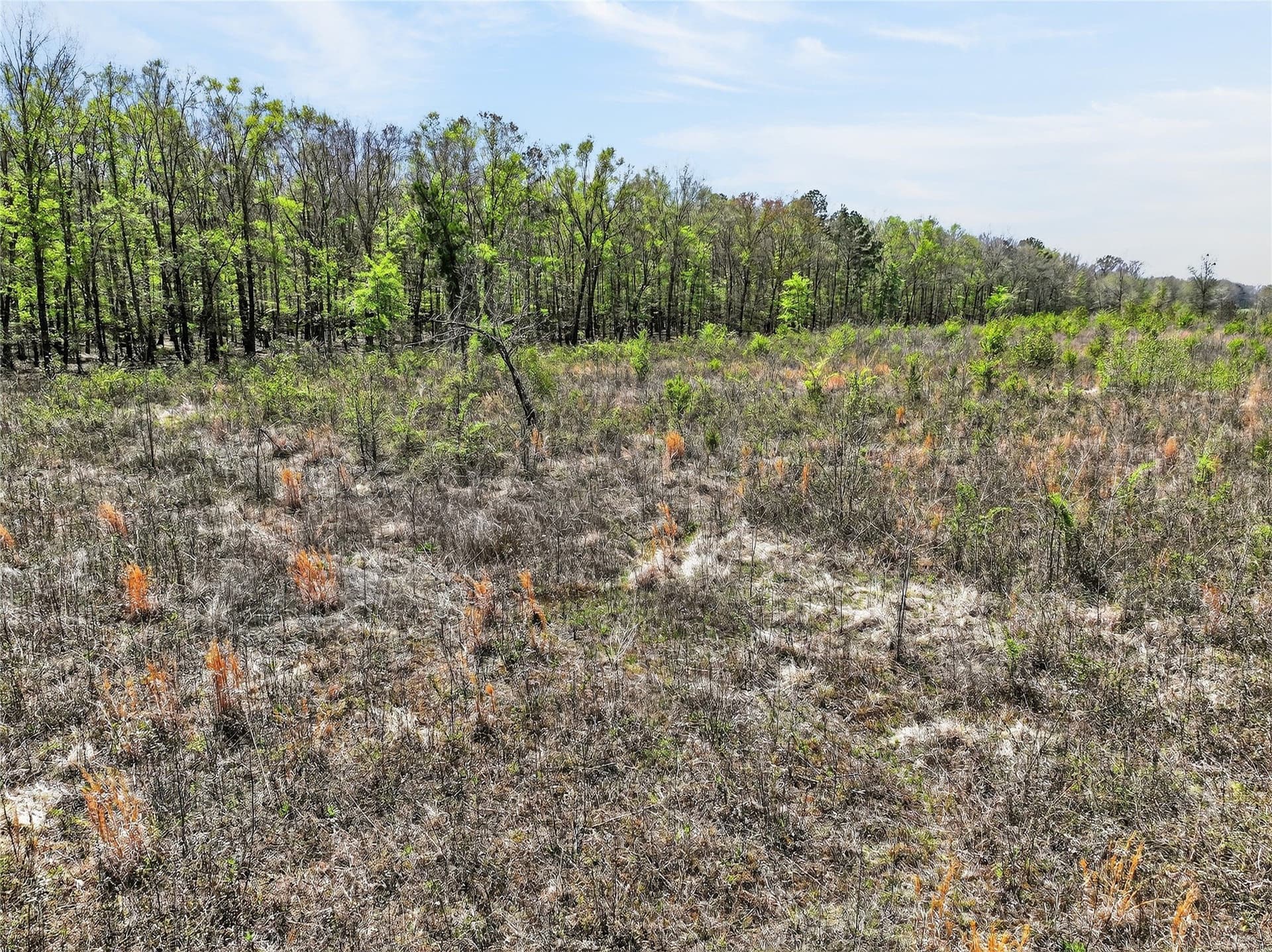 14.28 acres in Bowie County gallery image 4