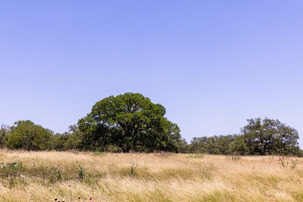 21.25 acres in Kerr County gallery image 3