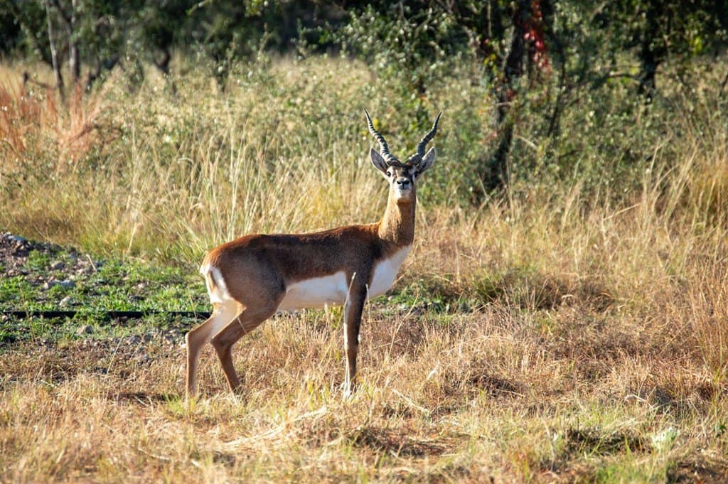 101 acres in Kerr County - photo 15