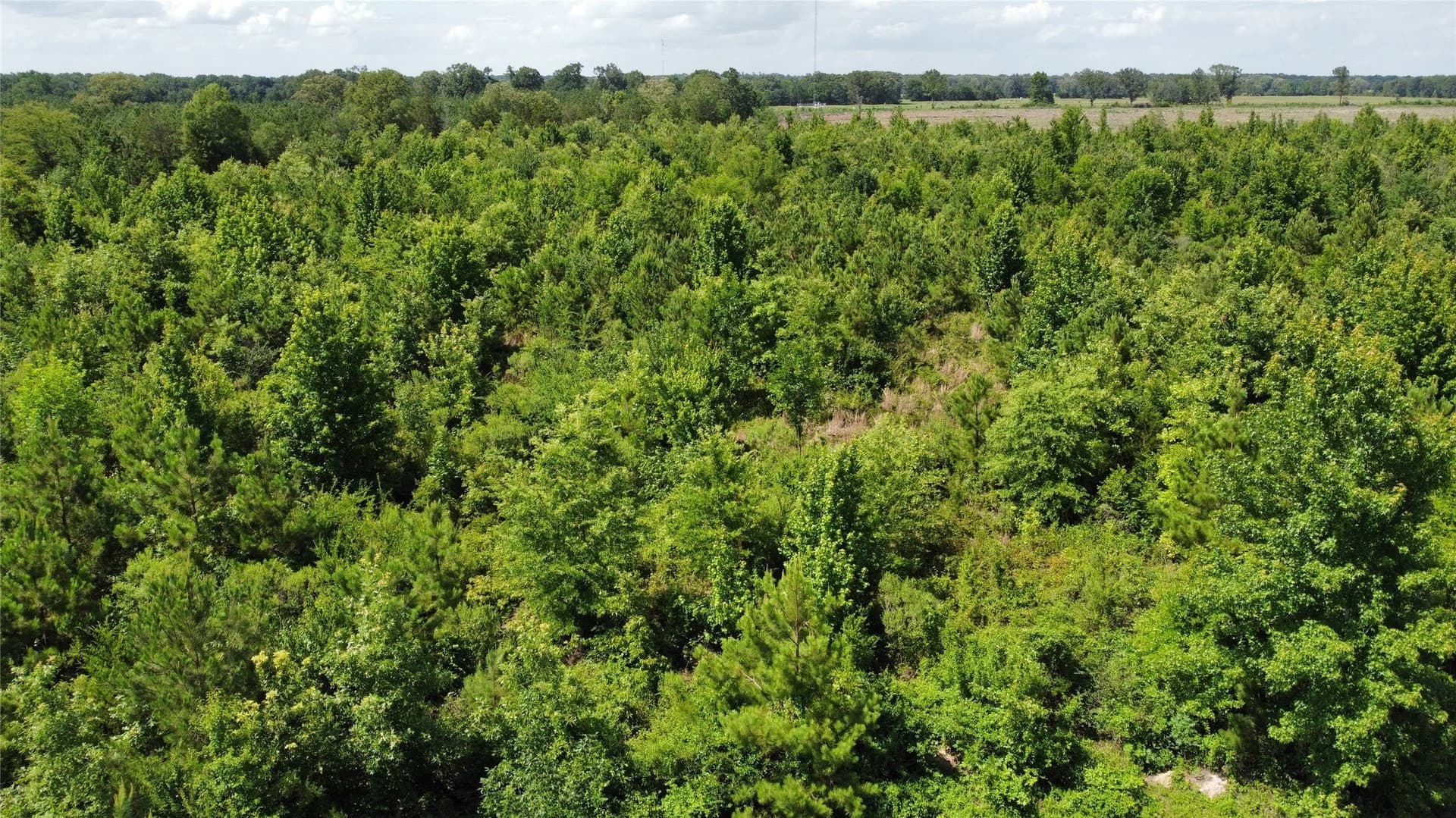 10.02 acres in Bowie County - photo 6