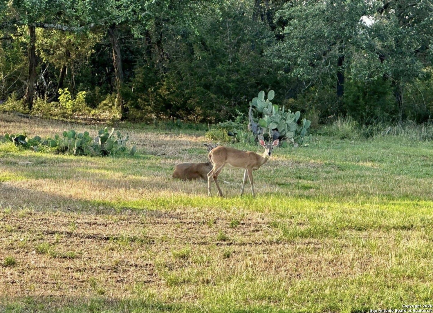 1.09 acres in Comal County - photo 6