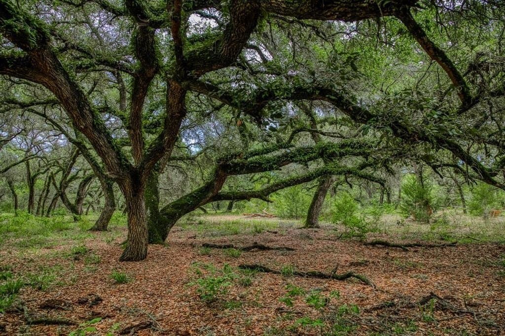 24.93 acres in Lavaca County gallery image 2