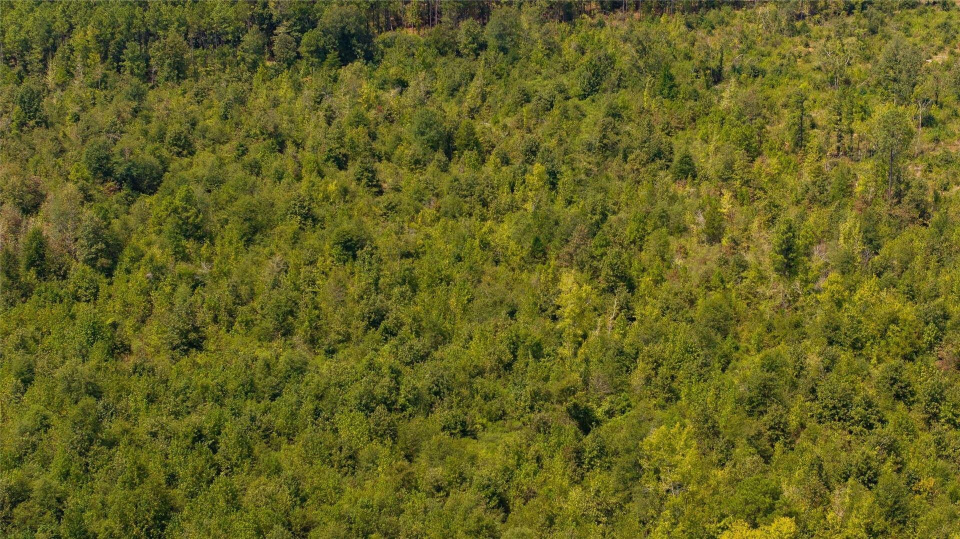 140.6 acres in Harrison County - photo 4