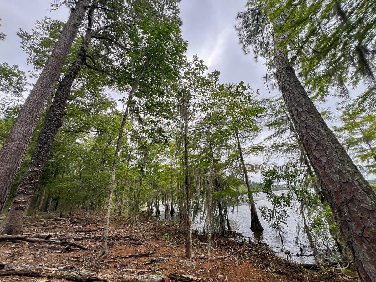 4.5 acres in Sabine (TX) County - photo 22