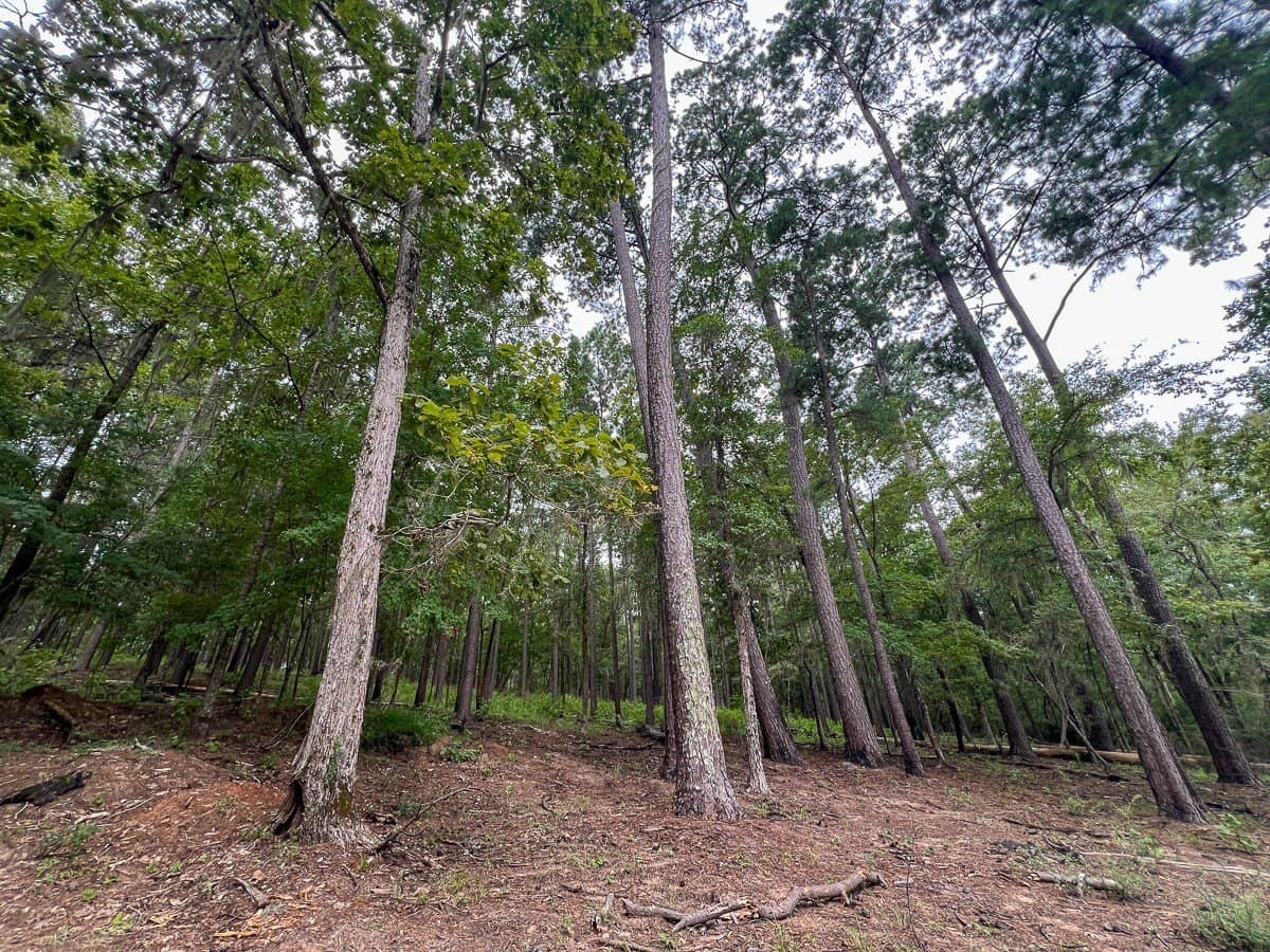 4.5 acres in Sabine (TX) County - photo 23