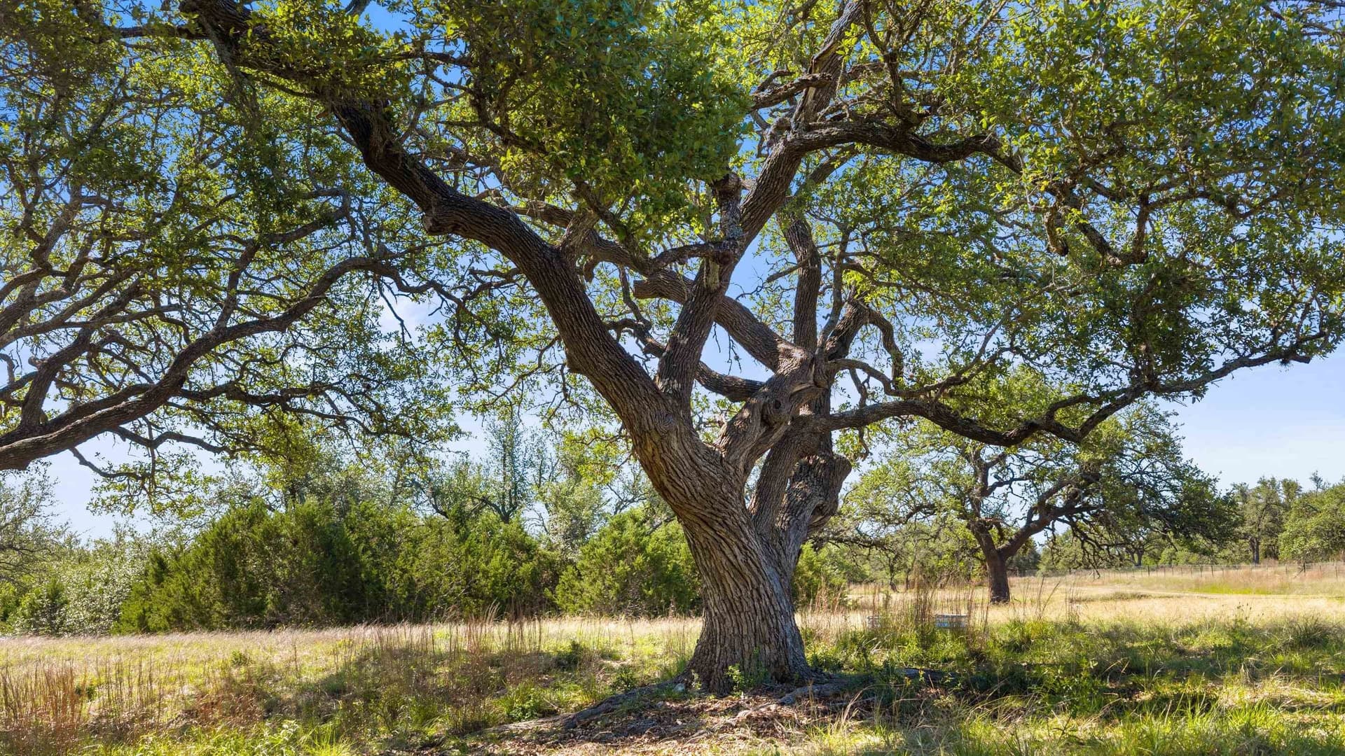 24.26 acres in Hays County - photo 16
