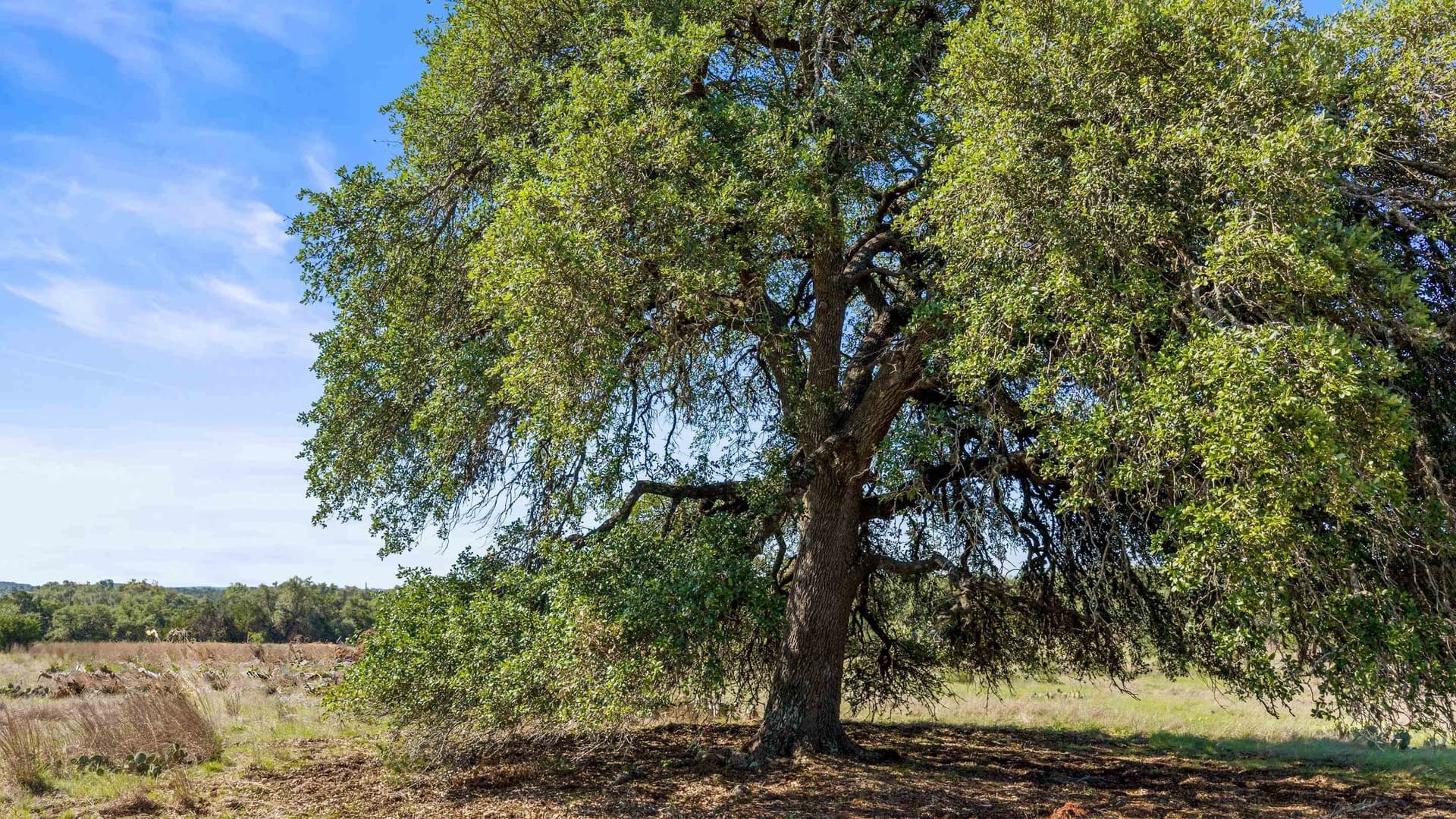 24.26 acres in Hays County - photo 11