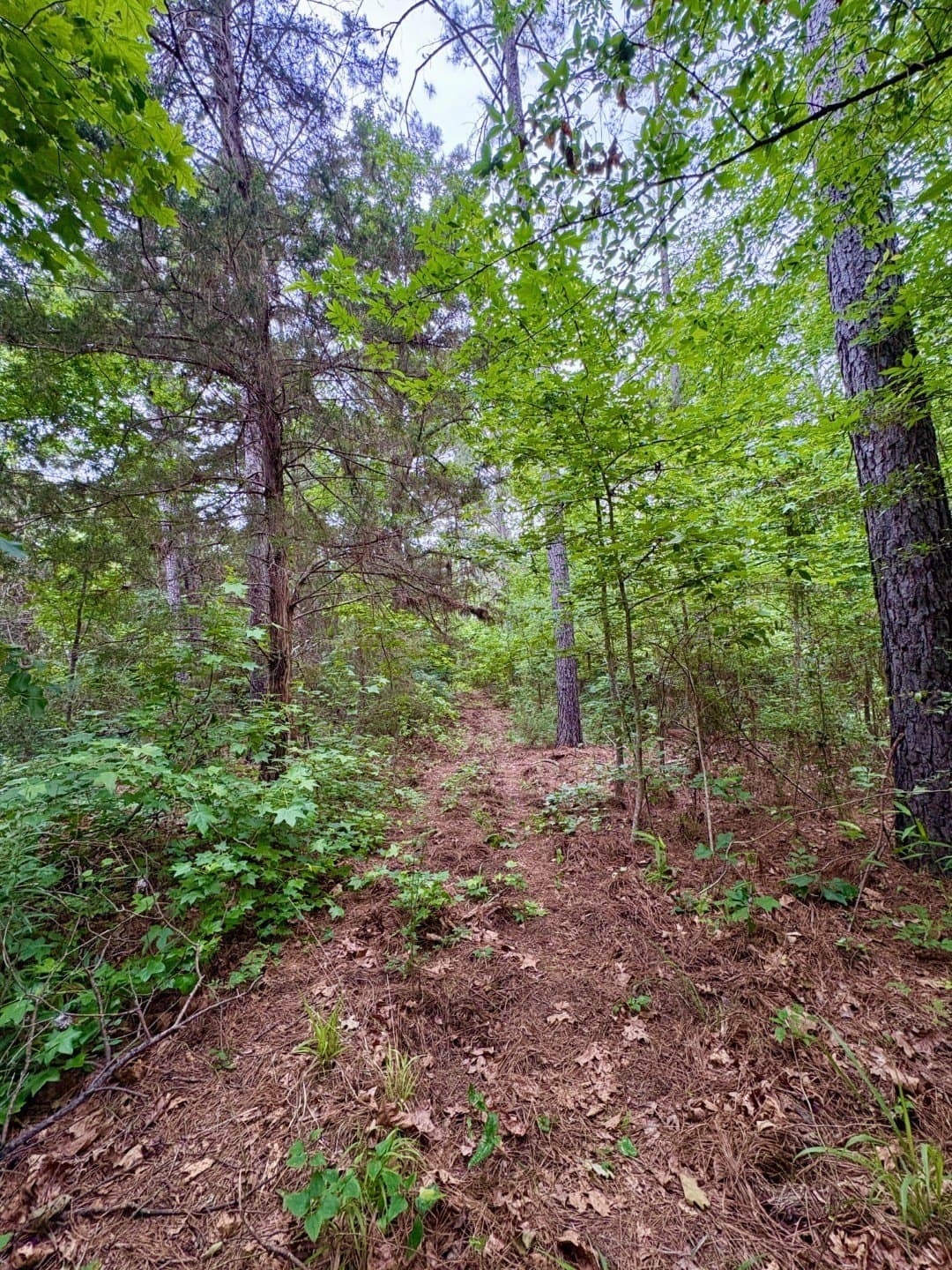 38.02 acres in Cherokee County - photo 12