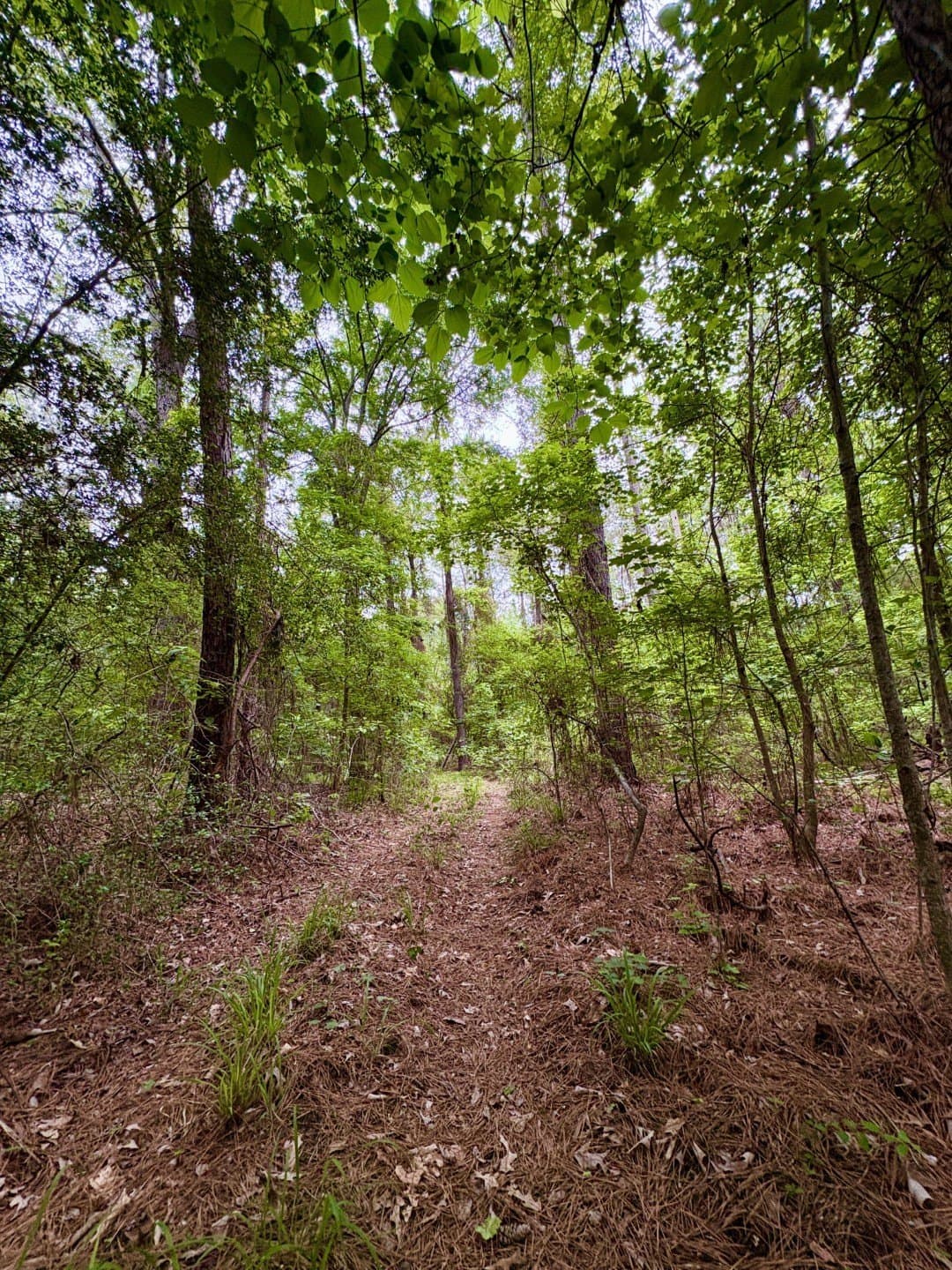 38.02 acres in Cherokee County - photo 11