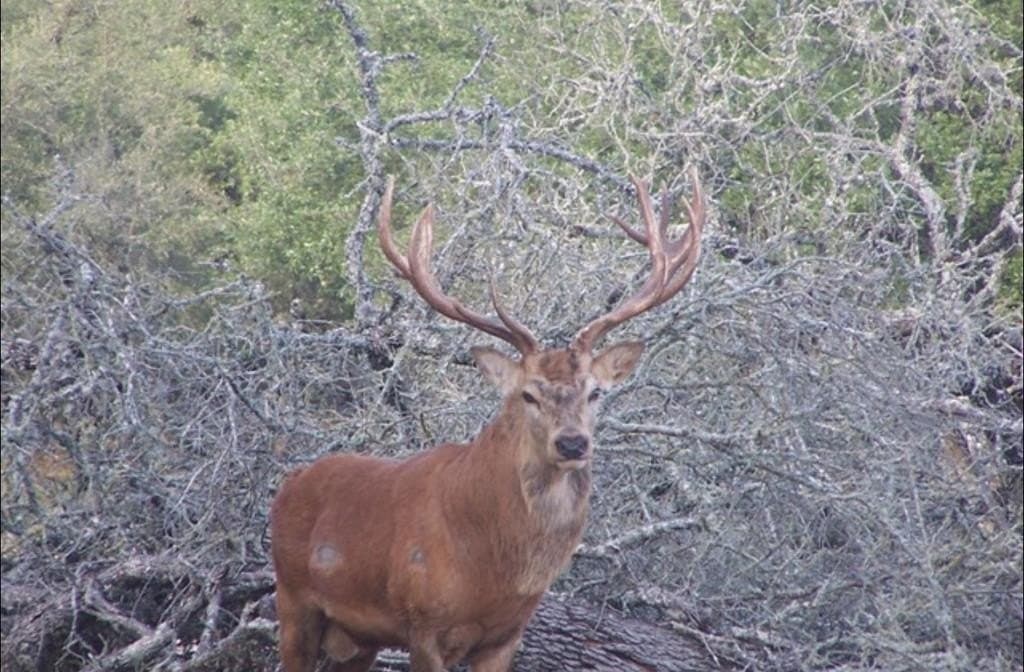 265 acres in Edwards County gallery image 2