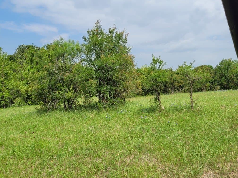 142.54 acres in Limestone County - photo 15