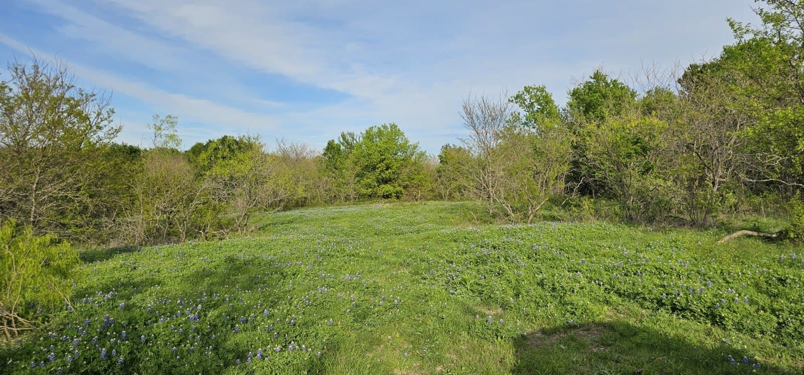 142.54 acres in Limestone County - photo 8