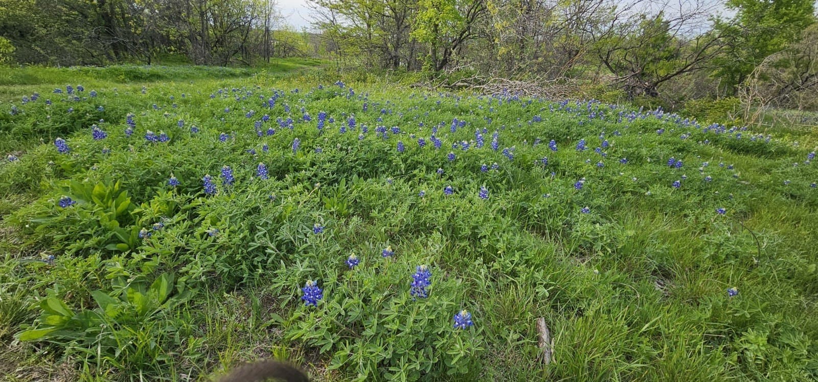 142.54 acres in Limestone County - photo 18