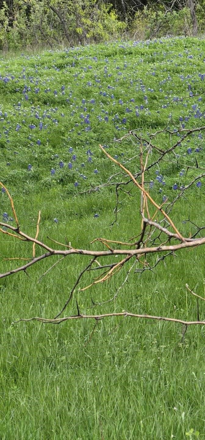 142.54 acres in Limestone County - photo 25