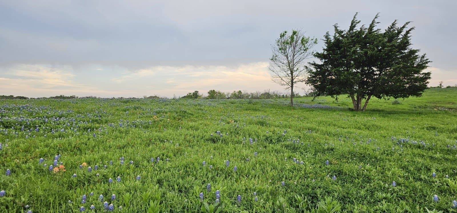 142.54 acres in Limestone County - photo 30