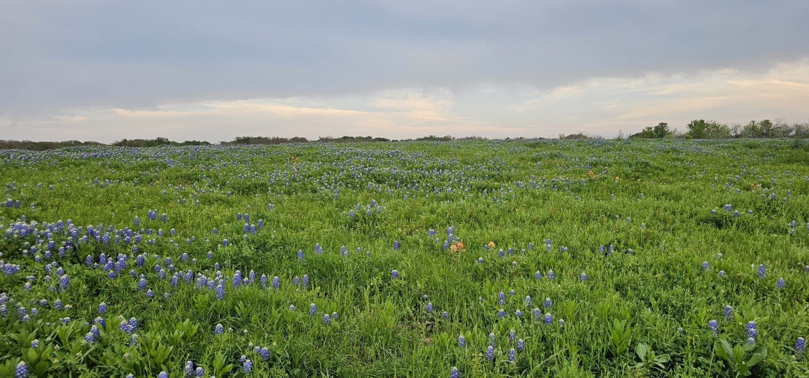 142.54 acres in Limestone County - photo 31