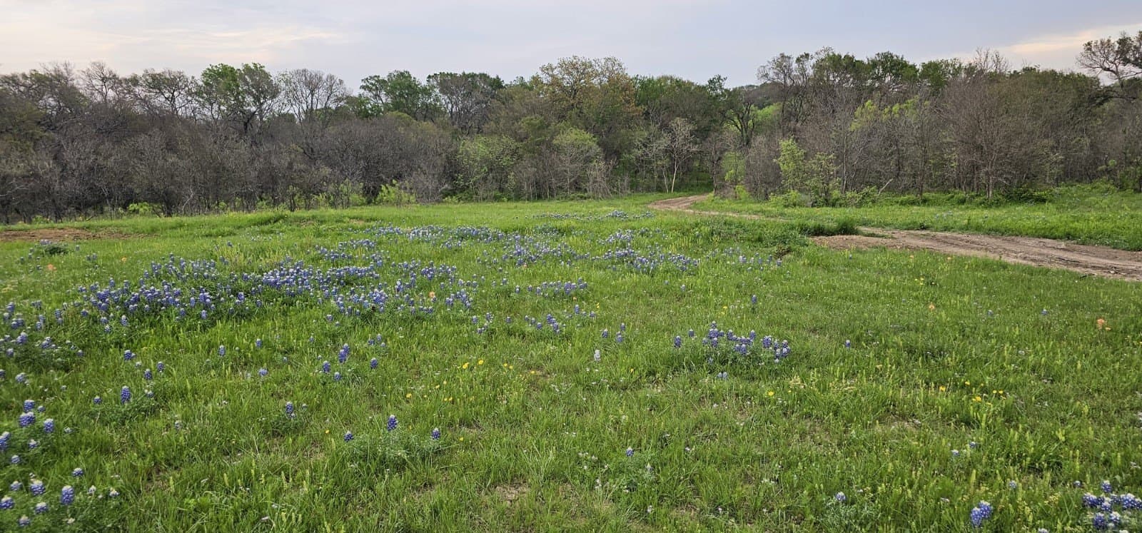 142.54 acres in Limestone County gallery image 3