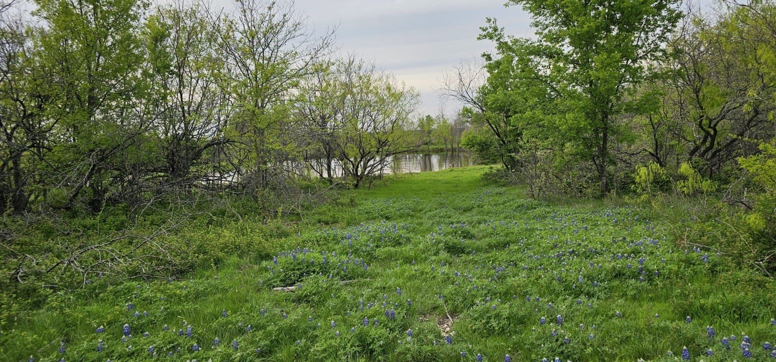 142.54 acres in Limestone County - photo 26
