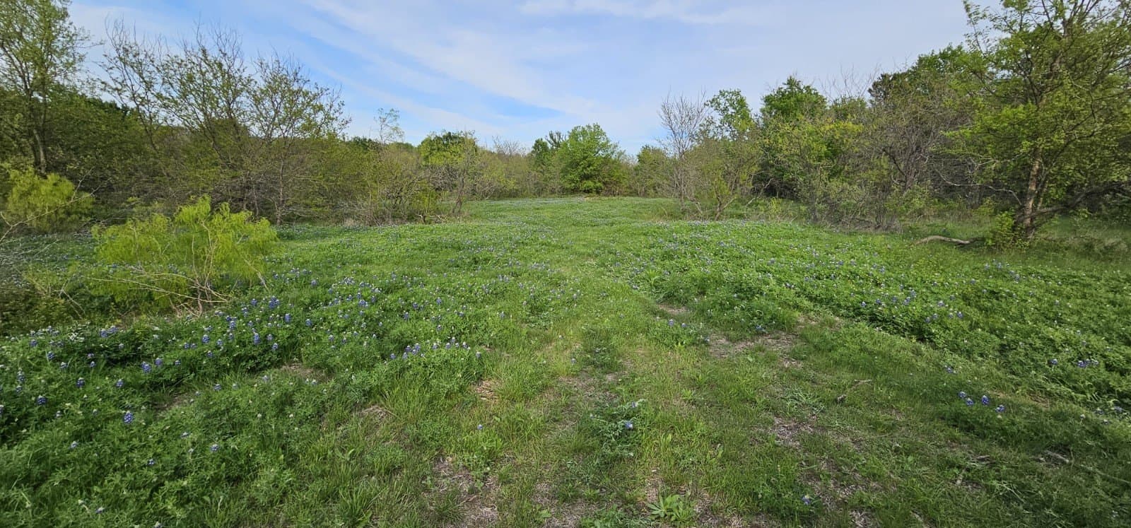 142.54 acres in Limestone County - photo 20